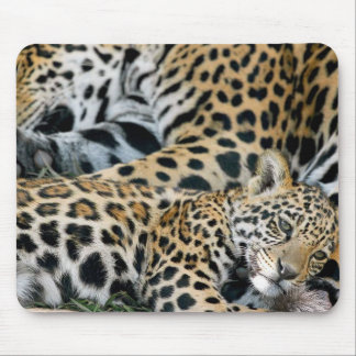 Mousepad Jaguar-mamã-e-bebê