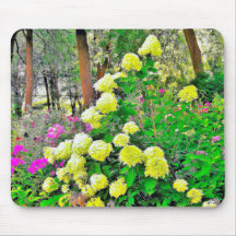 Jardim de Hydrangea do Chartreuse Green Limelight