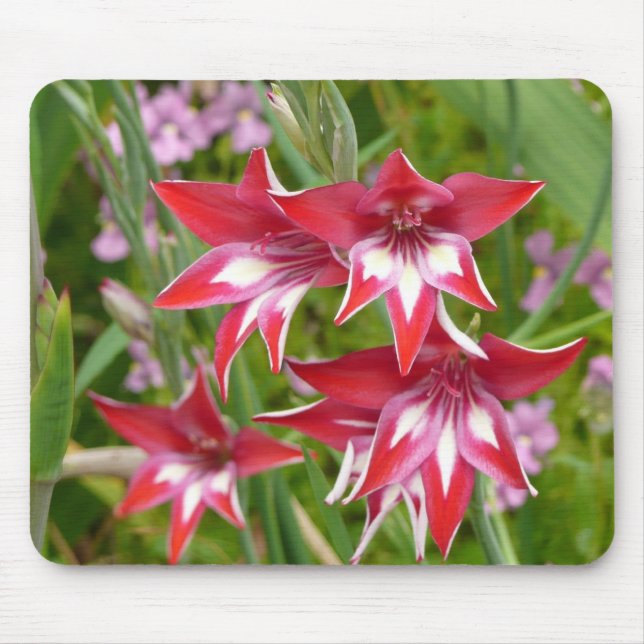 Mousepad Jardim de Verão de Gladiolas Vermelhas e Brancas (Frente)