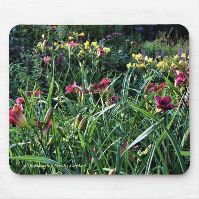 Mousepad Jardins do hemerocallis de Reblooming do dia (Frente)