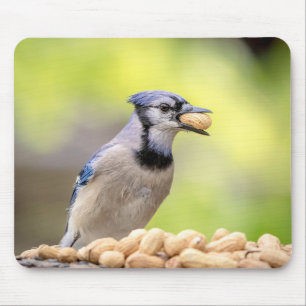Mousepad Jay azul com amendoim