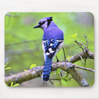 Mousepad Jay Azul na Floresta por Reay of Light