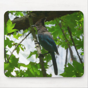 Mousepad Jay de Steller no Parque Nacional de Yosemite
