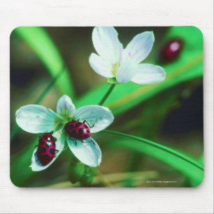 Mousepad Joaninha