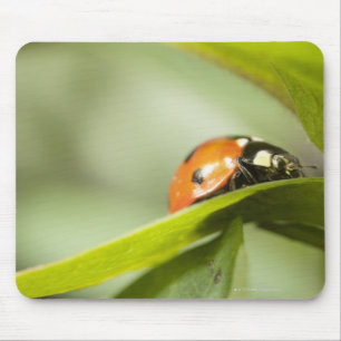 Mousepad Joaninha na folha, joaninha na folha