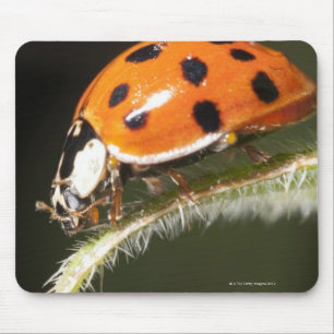 Mousepad Joaninha na folha, joaninha na folha