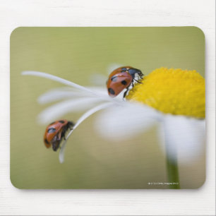 Mousepad Joaninhas em uma margarida de oxeye, Biei,
