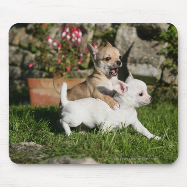 Mousepad Jogo do filhote de cachorro da chihuahua (Frente)