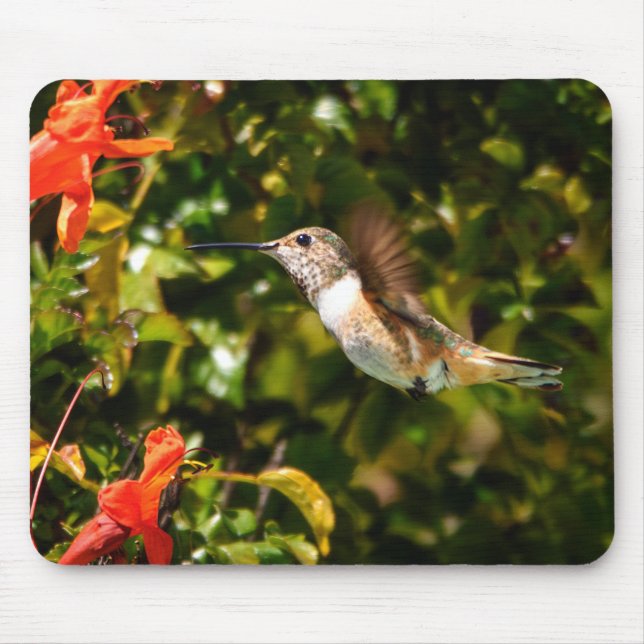 Mousepad Jóia do Jardim: Beija-flor em Flor (Frente)