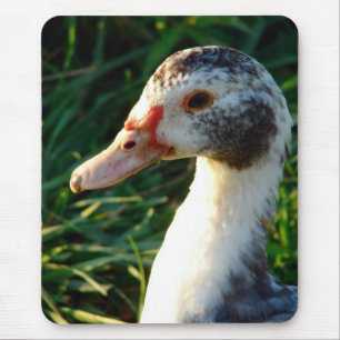 Mousepad Jovem Muscovy Hen Duck