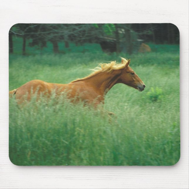 Mousepad Jovem Stallion Atravessa O Prado (Frente)