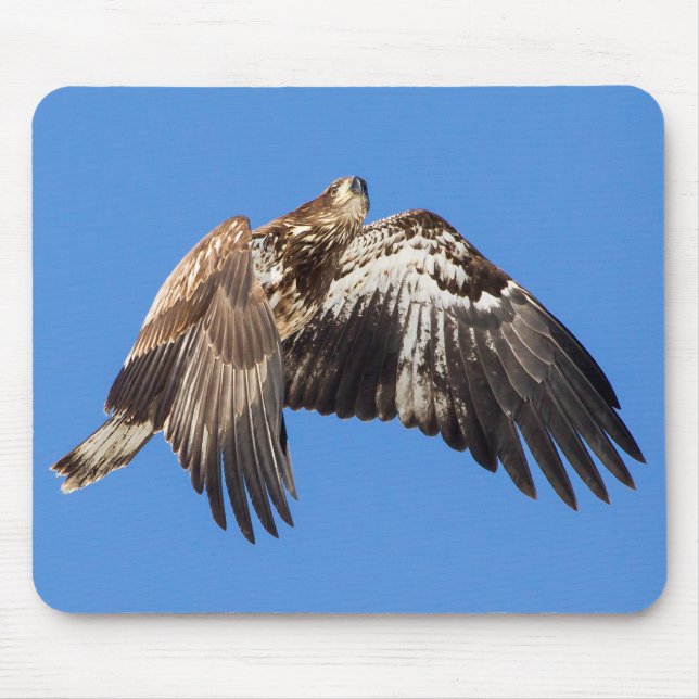 Mousepad Juvenil Bald Eagle Em Voo (Frente)