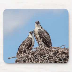 Mousepad Juvenil Osprey no ninho
