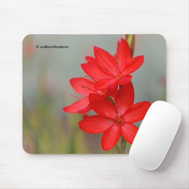Mousepad Kaffir Lily / River Lily / Hesperantha Coccinea (Com mouse)