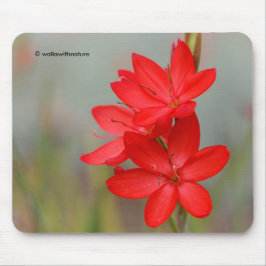 Mousepad Kaffir Lily / River Lily / Hesperantha Coccinea