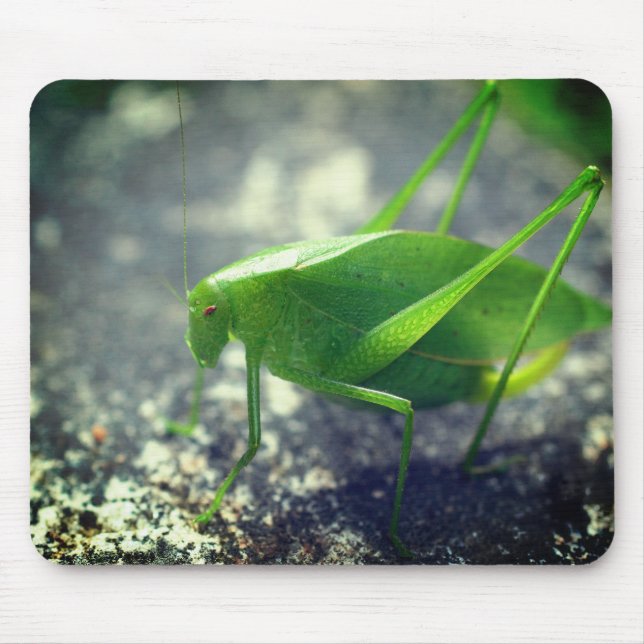 Mousepad Katydid Grafopper Nature (Frente)
