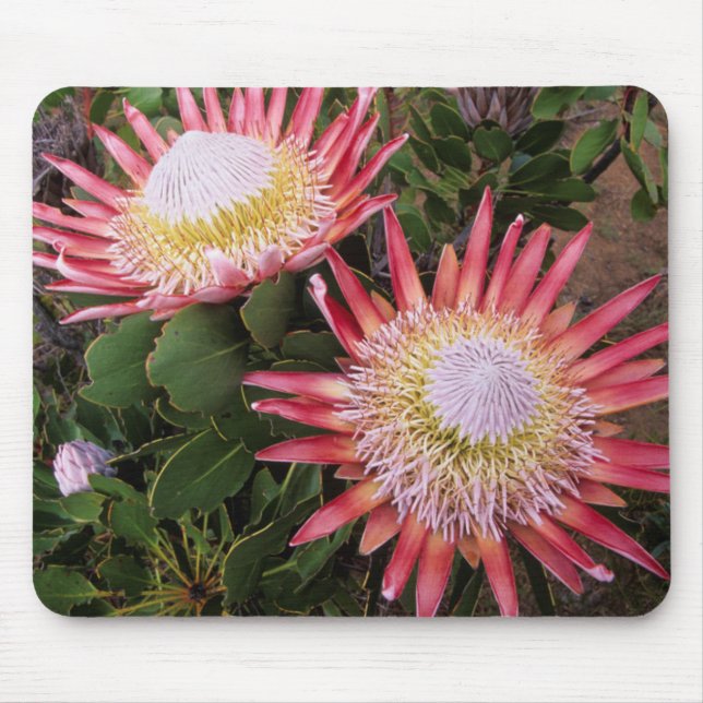 Mousepad King Protea (Protea Cynaroides), Helderberg (Frente)
