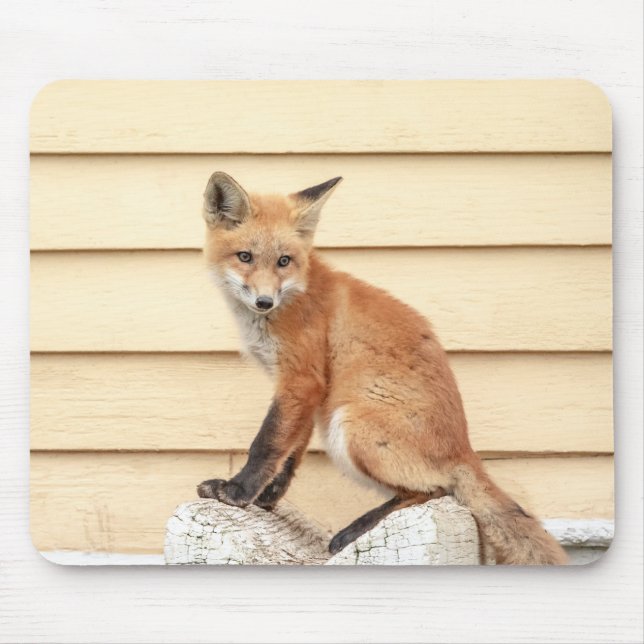 Mousepad Kit de Raposa Vermelha no Vale do Hudson (Frente)
