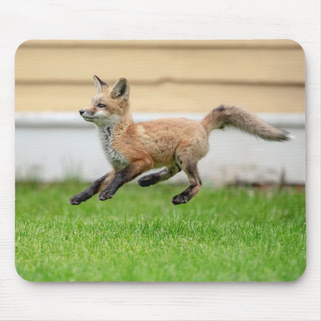 Mousepad Kit de Raposa Vermelha no Vale do Hudson (Frente)
