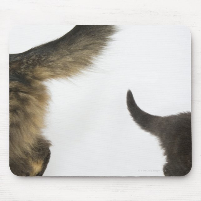 Mousepad Kitten a olhar para a cauda da mãe (Frente)