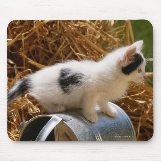 Mousepad Kitten sentado em cima da lata de água (Frente)