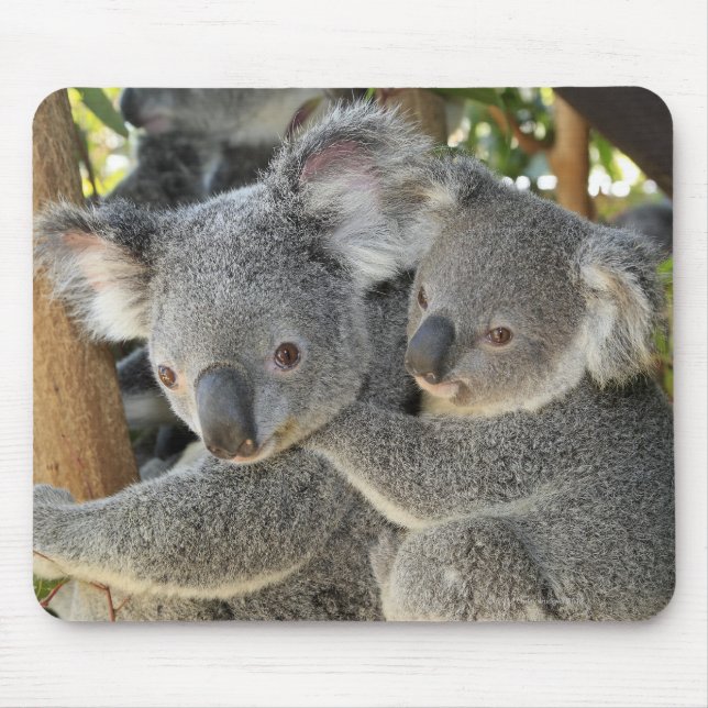 Mousepad Koala Phascolarctos cinereus Queensland. (Frente)