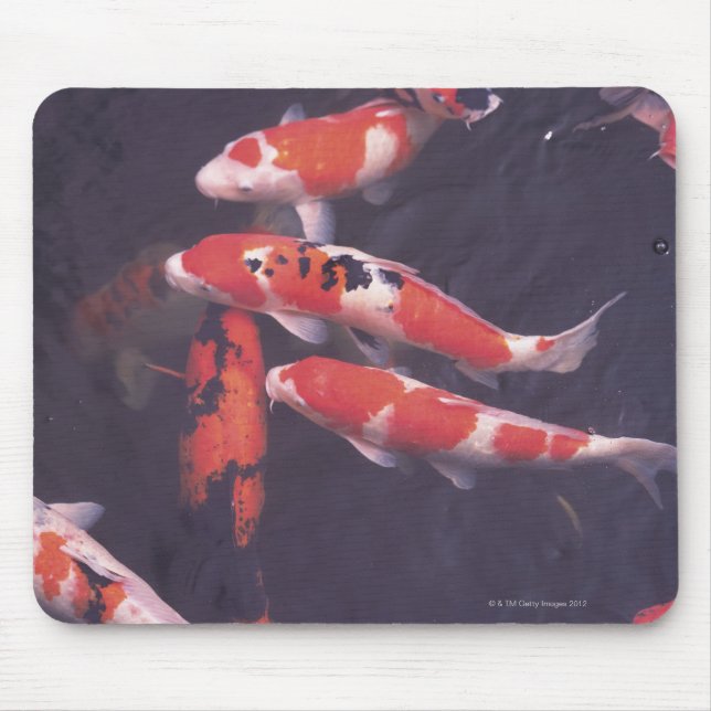 Mousepad Koi nadando na piscina (Frente)