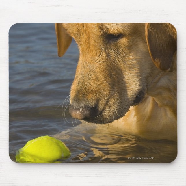 Mousepad Labrador amarelo com uma bola de tênis na água (Frente)