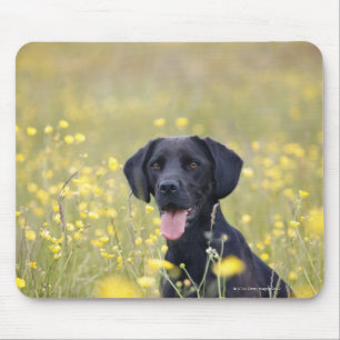 Mousepad Labrador preto 16 meses