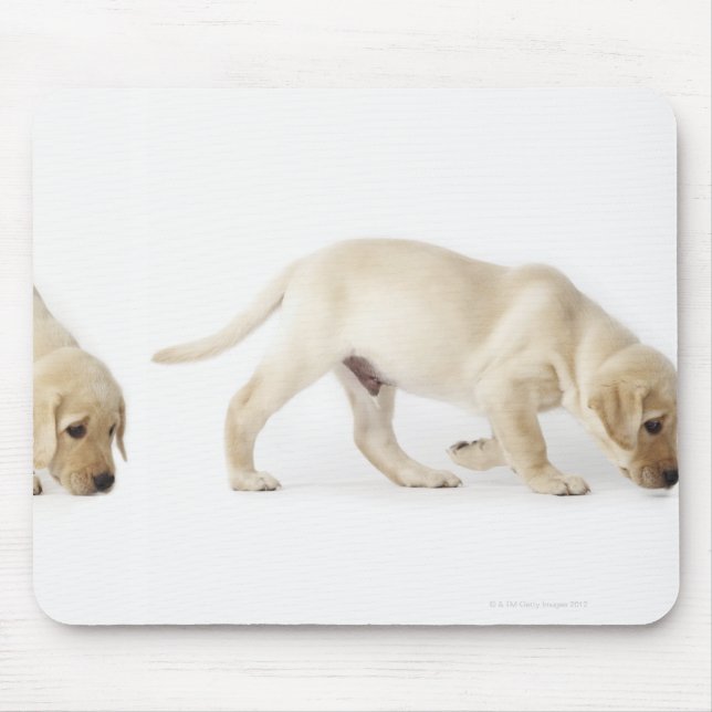 Mousepad Labrador Retriever Puppy andando (Frente)