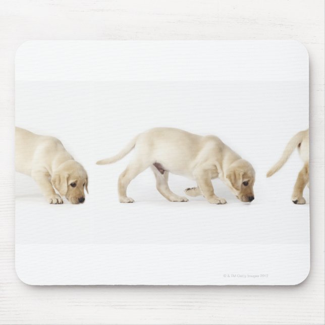 Mousepad Labrador Retriever Puppy Walking (Frente)