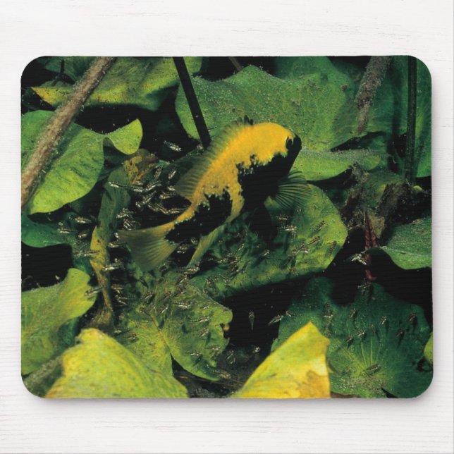 Mousepad Labridens de Herichthys dos meios Luna (Frente)