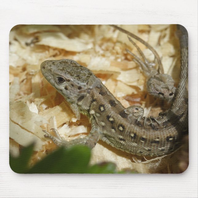 Mousepad Lacerta agilis (Frente)