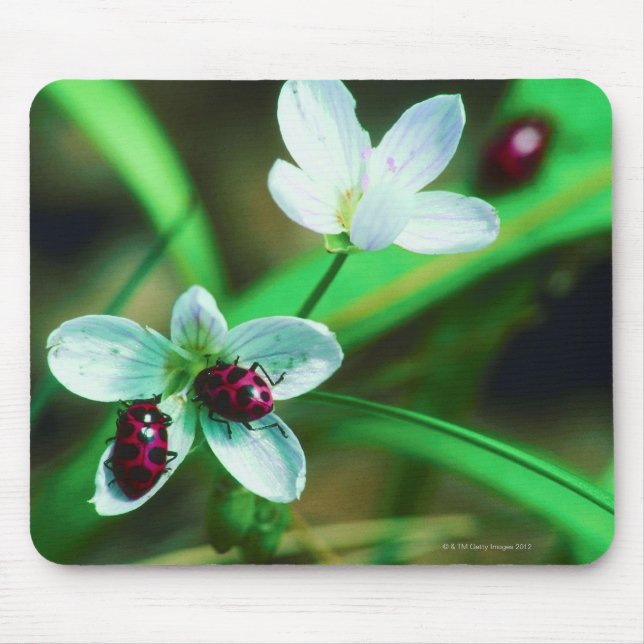 Mousepad Ladybug (Frente)