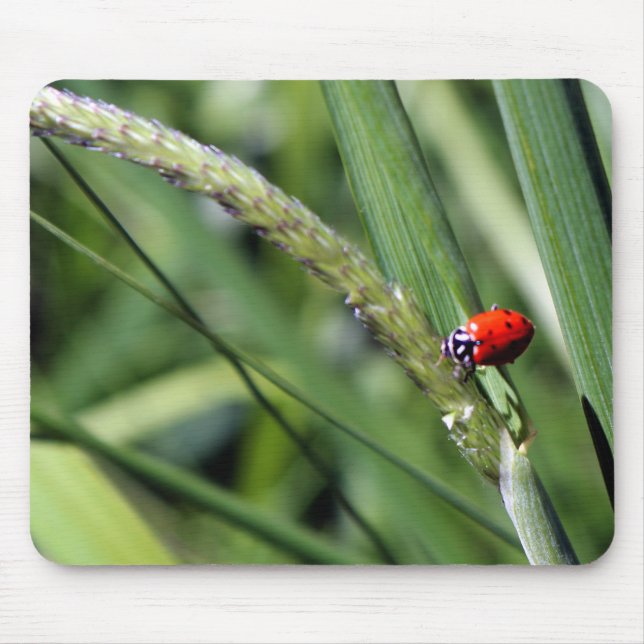 Mousepad Ladybug (Coccinellidae) (Frente)