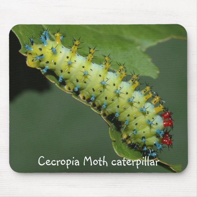 Mousepad Lagarta da traça de Cecropia (Frente)