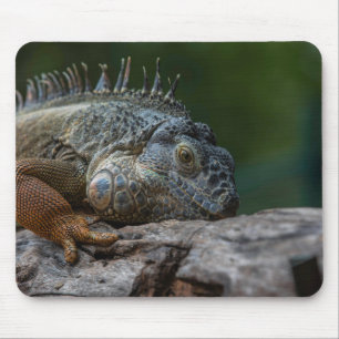 Mousepad lagarto, iguana, natureza