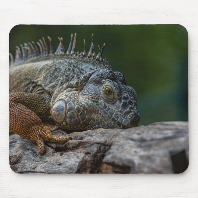Mousepad lagarto, iguana, natureza (Frente)