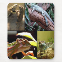 Lagartos de lagartas e camelões