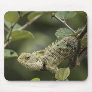 Mousepad Lagartos, lagartos, animais do Jardim Oriental