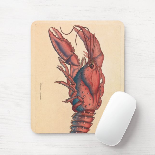 Mousepad Lagosta Serrilhada James Sowerby (Com mouse)