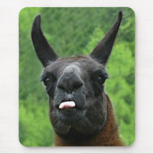 Mousepad Lama com atitude - colando para fora a foto da