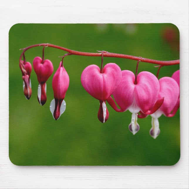 Mousepad Lamprocapnos spectabilis (Frente)