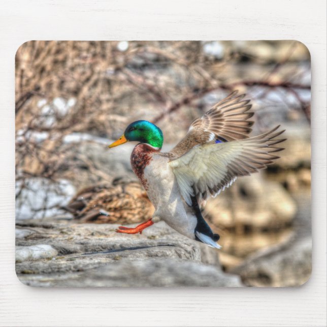 Mousepad Landing Mallard Drake Wildlife Gift (Frente)
