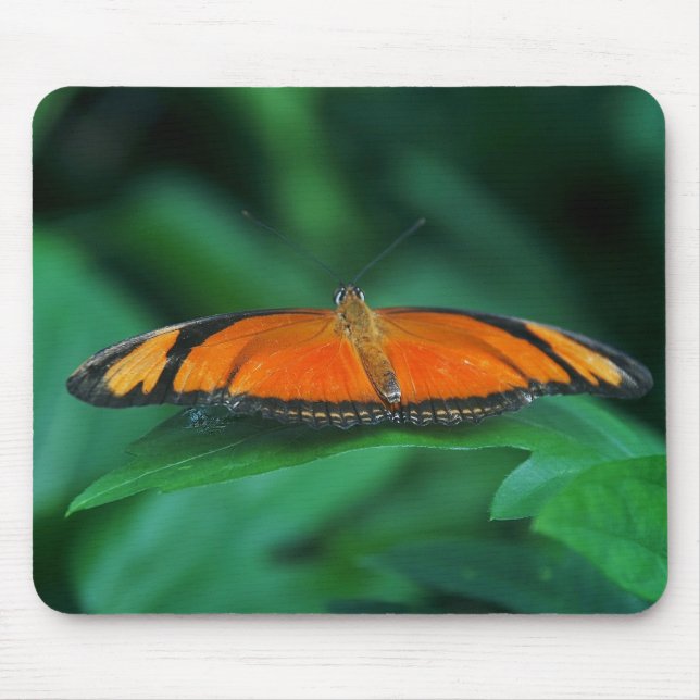Mousepad Laranja Brilhante e Borboleta Negra em Folha (Frente)
