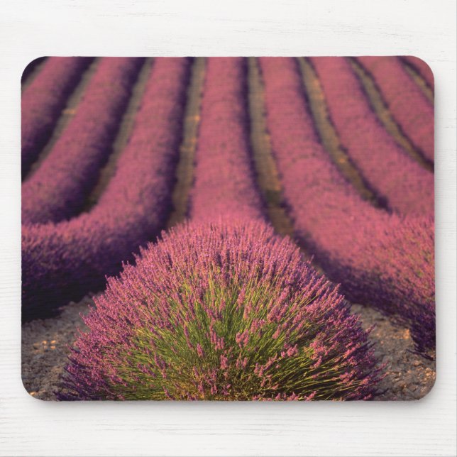 Mousepad Lavanda em High Provence, França 2 (Frente)