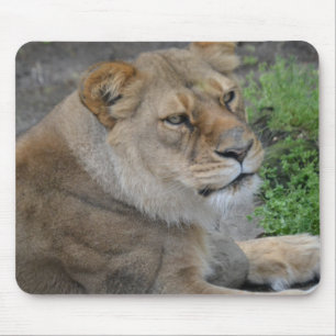 Mousepad Leão