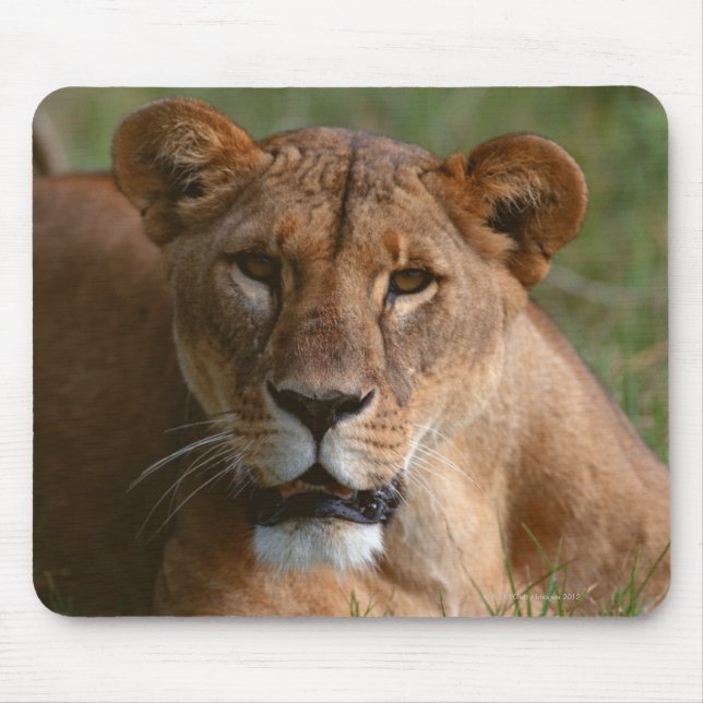 Mousepad Leão (Frente)