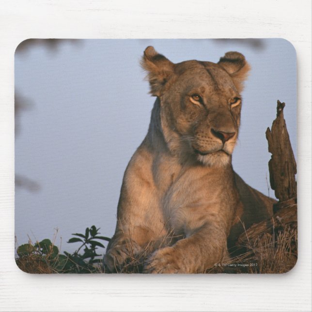Mousepad Leão 4 (Frente)