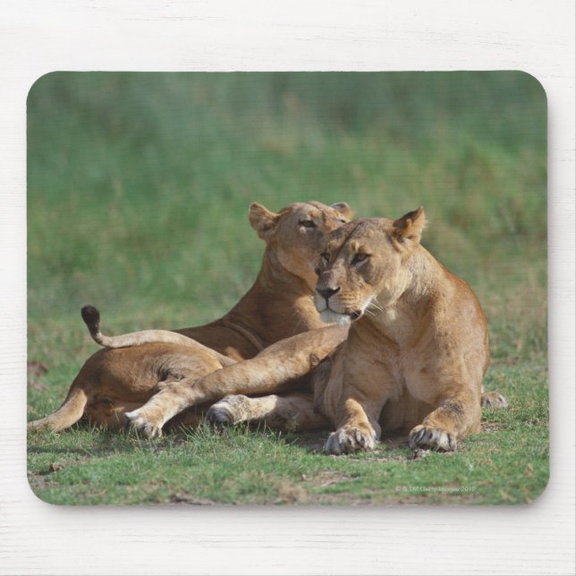 Mousepad Leão 5 (Frente)